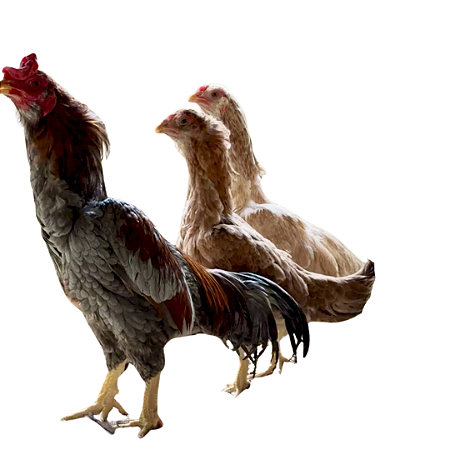 Ovos Galados de Peva - Nanica