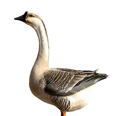 Ovos Galados de Ganso Chinês Pardo