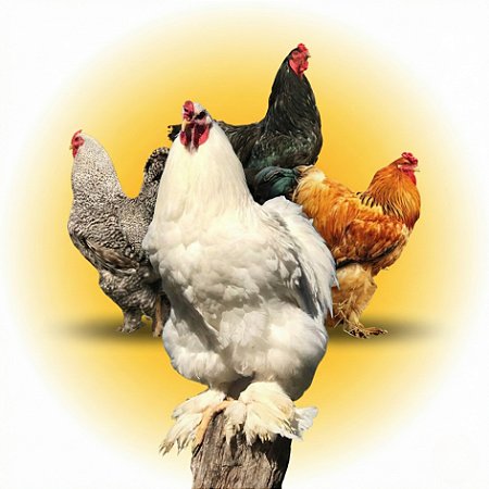 Combo Ovos Galados - Brahma Clássica