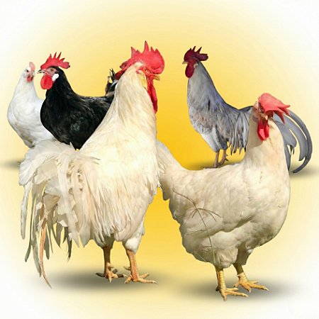 Kit Ovos Férteis - Rainha dos Ovos