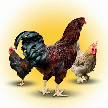 Combo Ovos Galados - Cesta Colorida