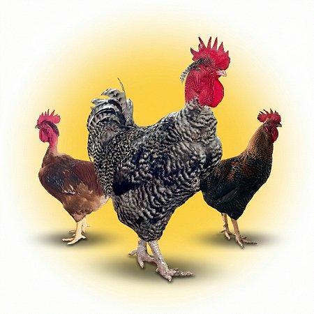 Kit Ovos Férteis - Caipirão de Peso