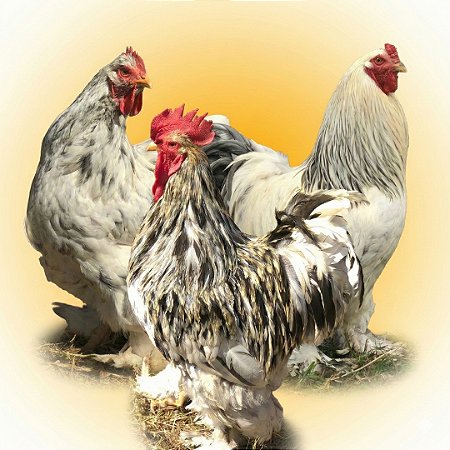 Combo Ovos Galados - Botas de Plumas