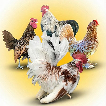 Combo Ovos Galados - Miniaturas