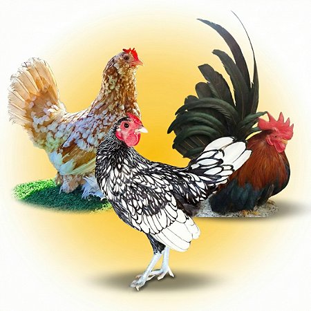 Combo Ovos Galados - Mini Elegância