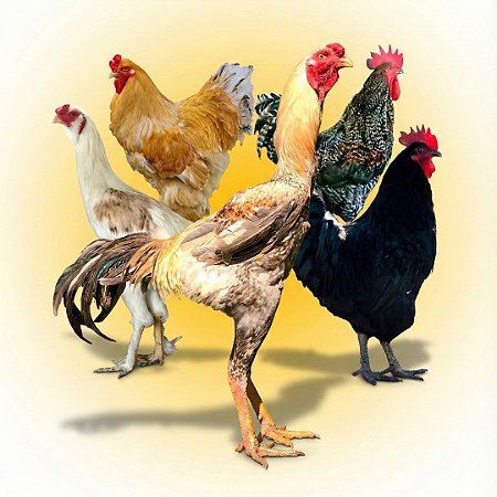 Gigantes do Terreiro - Ovos Galados