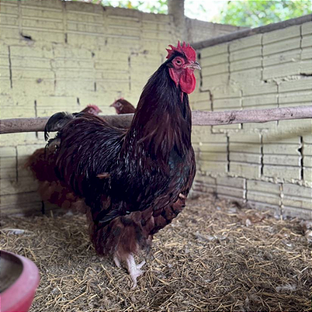 Ovos Galados Orpington Mogno