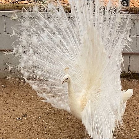 Ovos Galados de Pavão Branco