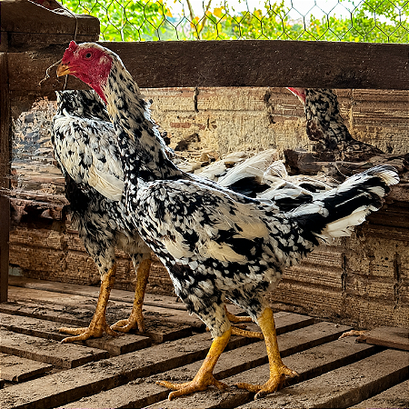 Ovos Galados Para Chocar de Indio Gigante Mottled