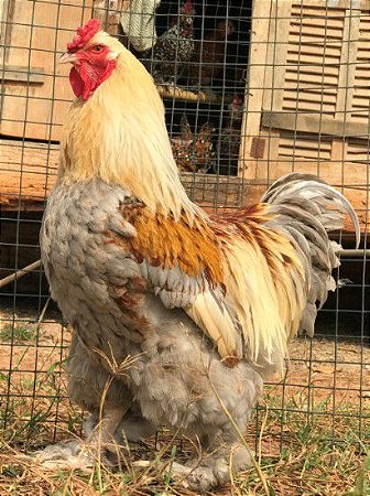Brahma Silver - Ovo Galado
