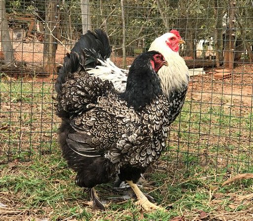 Brahma Prata e Laceada - Ovo Galado