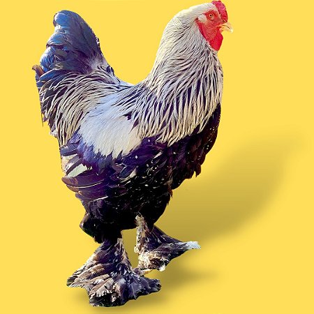 Preços baixos em Brahma Suprimentos para Aves