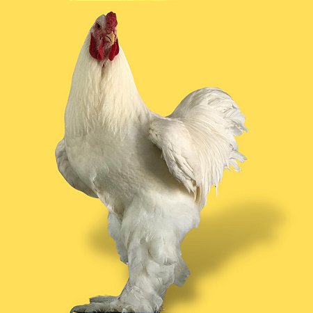 Brahma Branca - Ovo Galado