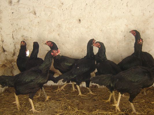 Shamo Teramoto - Ovo Galado