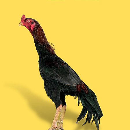 Shamo Osaka - Ovo Galado