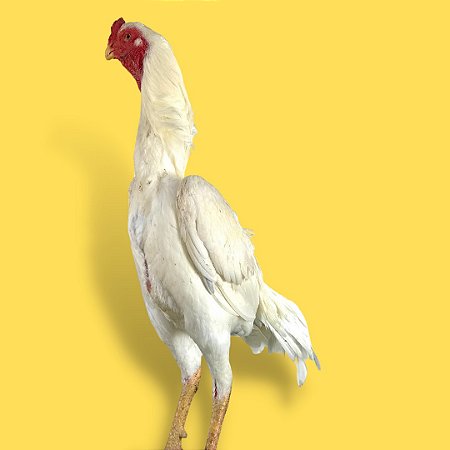 Shamo branco - Ovo Galado