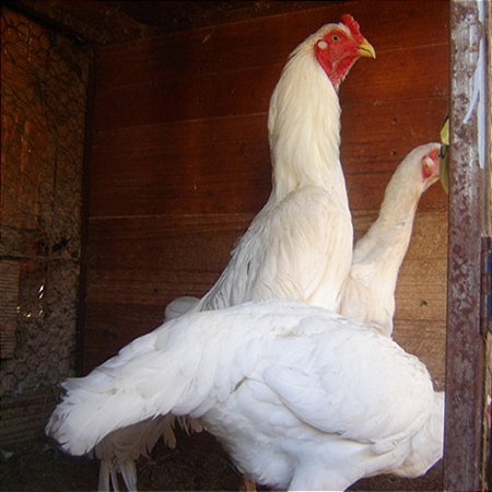 Shamo Argentino Branco - Ovo Galado