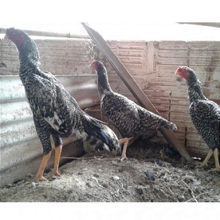 Shamo barrado - Ovo Galado