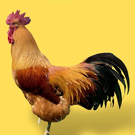 New Hampshire - Ovo Galado