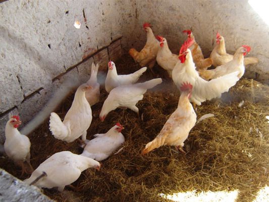 Leghorn Branca  - Ovo Galado