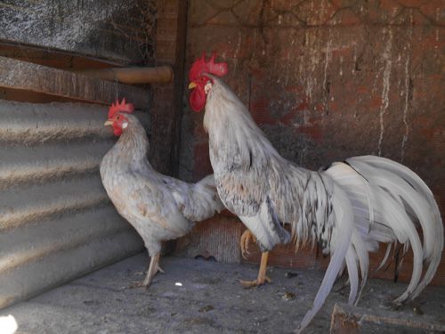 Leghorn Splash - Ovo Galado