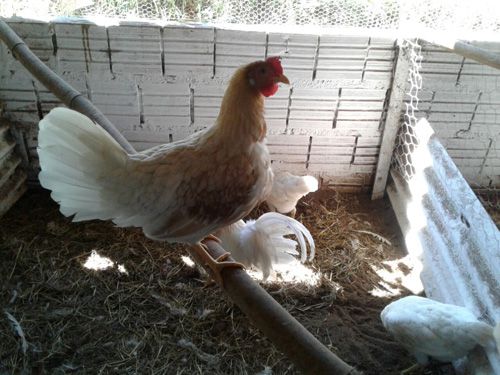 Leghorn Pile - Ovo Galado