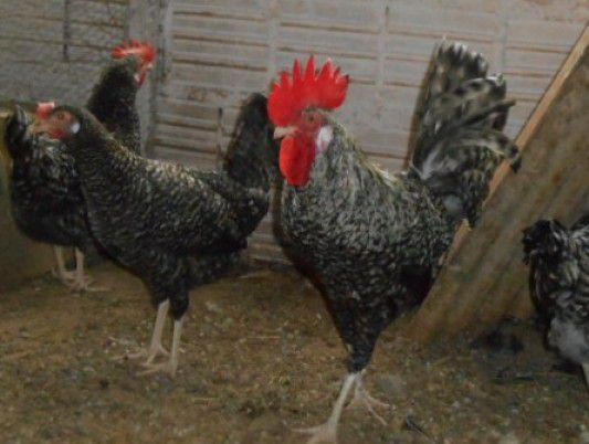 Leghorn Barrada - Ovo Galado