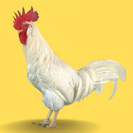 Leghorn Inglesa - Ovo Galado