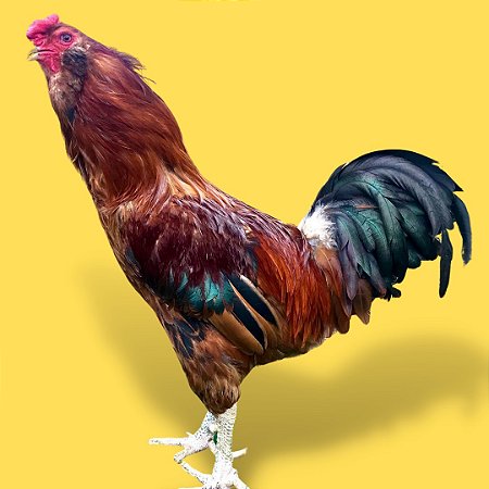 Ovo de Ameraucana (ovos azuis)