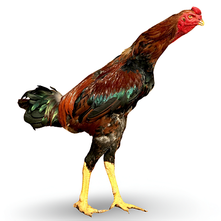 Índio Gigante  - Ovo Galado