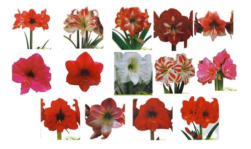 Kit 10  Bulbos De Amaryllis Sortidos Naturais - Promoção