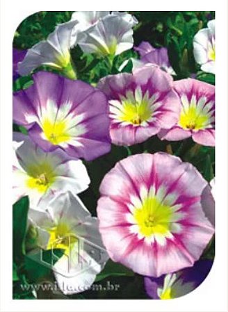 Sementes de Convolvulus Tricolor / Bela Manhã