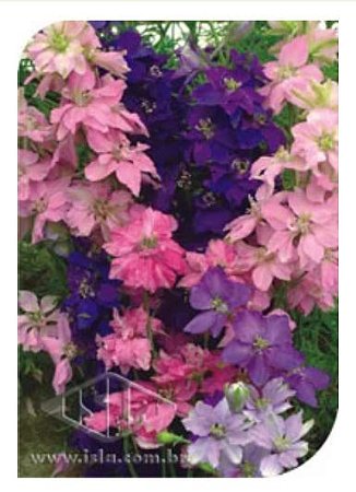 Sementes de  Delphinium / Esporinha Dobrada Sortida