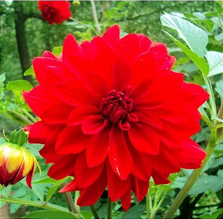 DALIA MYRELLE-Bulbo.