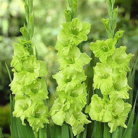 Bulbo Gladiolo Green Star