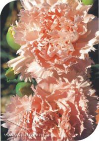 Semente de Flor Cravo Chabaud Gigante Dobrado Rosa - Envelope 0,1g