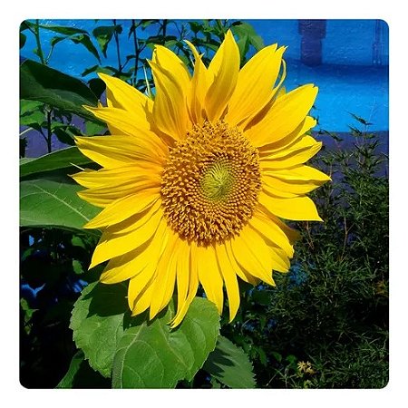 Semente de Flor Girassol de Jardim Amarelo Alto - Envelope 2,4g