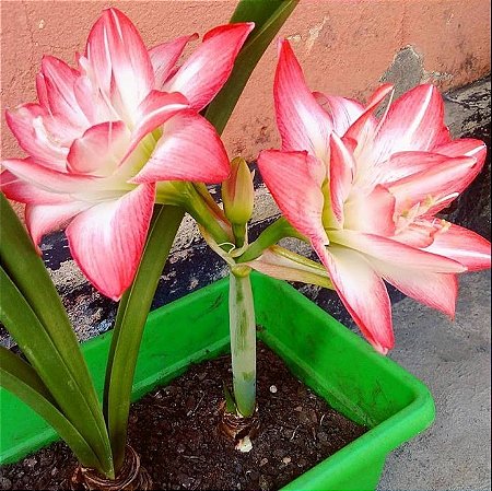 Bulbo Amaryllis Blossum Bingo Brando Com Rosa