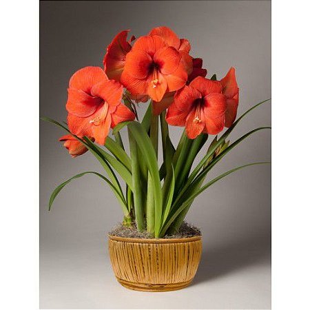 Bulbo Amaryllis Orange Souvereign (Verm.)