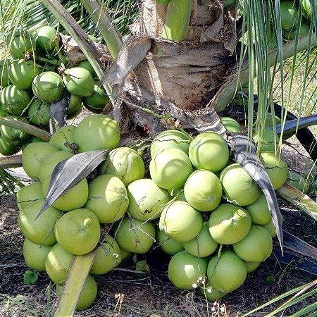 Muda De Coco Anão (Torrão)