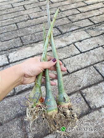 Mudas de rosa do deserto para fazer enxerto CAVALO OBESUM PORTE M