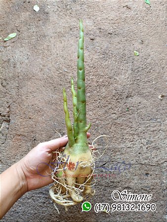 Mudas de rosa do deserto para fazer enxerto CAVALO OBESUM PORTE G