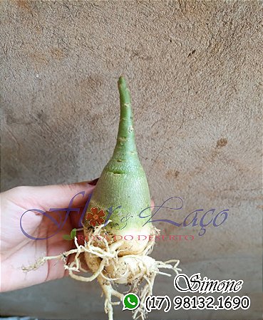 Mudas de rosa do deserto para fazer enxerto CAVALO ARABESUM PORTE PEQUENA