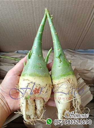 Mudas de rosa do deserto para fazer enxerto CAVALO ARABESUM PORTE MÉDIO