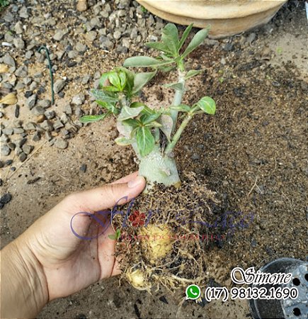 Mudas de cruzamentos entre flores exóticas para cultivo e florir