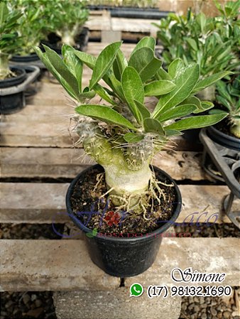 Rosa do deserto com espinhos - Pachypodium saundersii