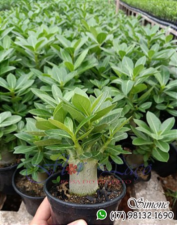 Mudas de rosa do deserto ARABICUM BABY