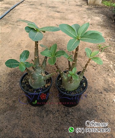 Mudas de rosa do deserto ARABICUM JOVEM
