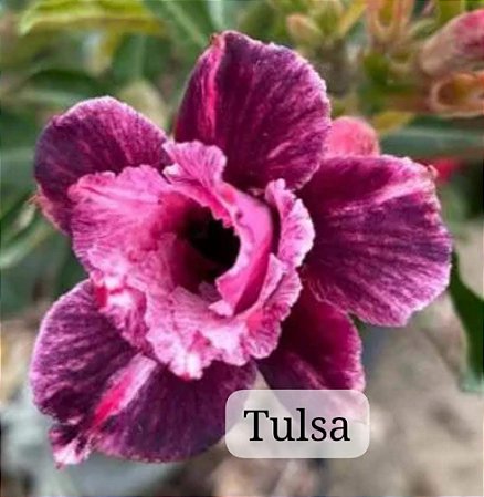 Enxerto de rosa do deserto TULSA