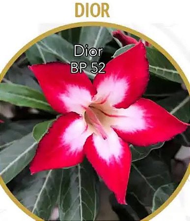 Enxerto de rosa do deserto DIOR